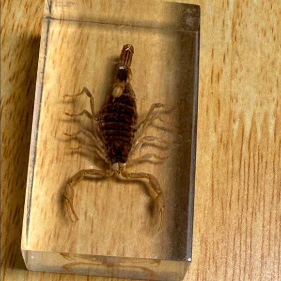 Scorpion Paperweight 🦂 - Picture 14 of 15